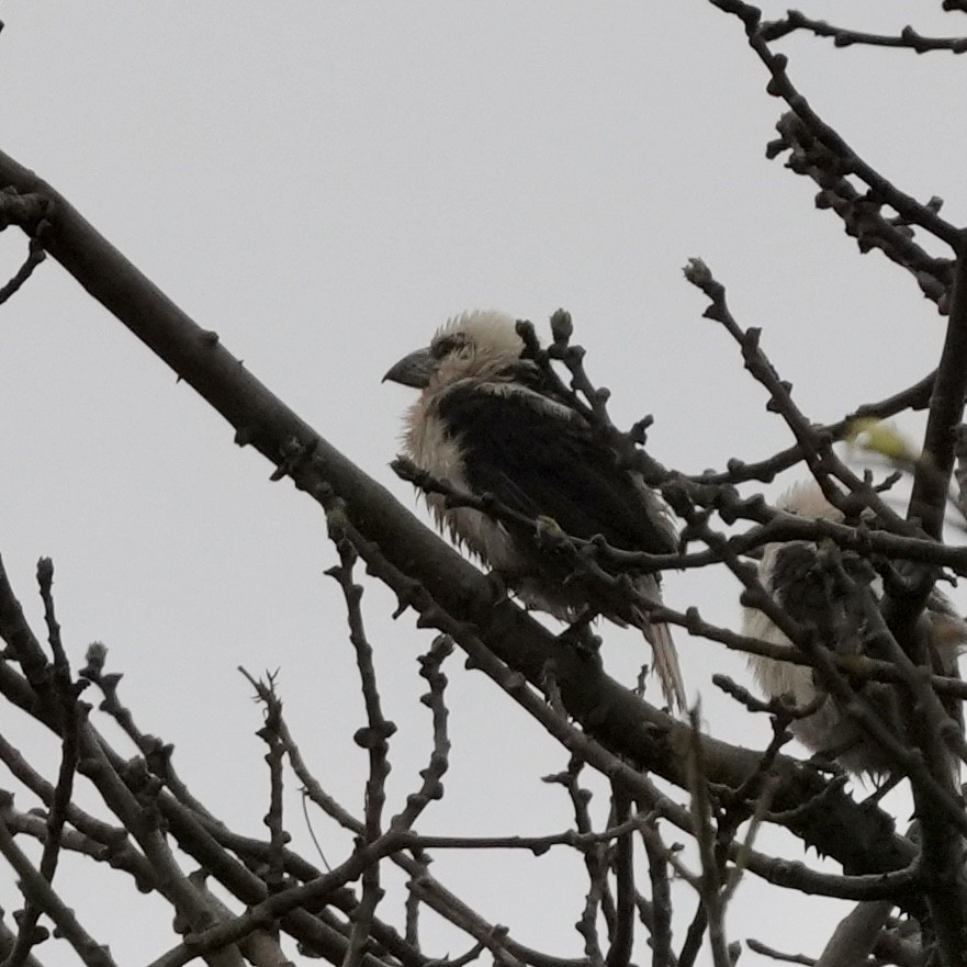 Weißkopf-Bartvogel (senex) - ML614785875