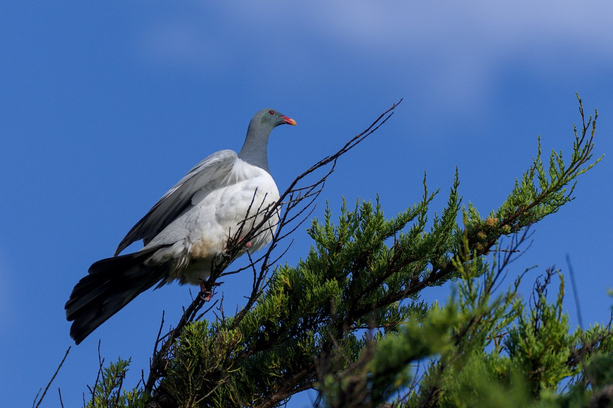 Chatham Island Pigeon - ML614786136