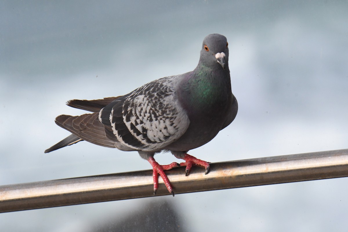 Rock Pigeon (Feral Pigeon) - ML614786191