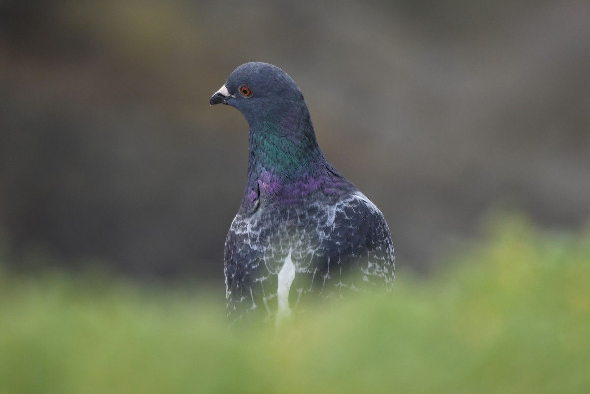 Rock Pigeon (Feral Pigeon) - ML614786193
