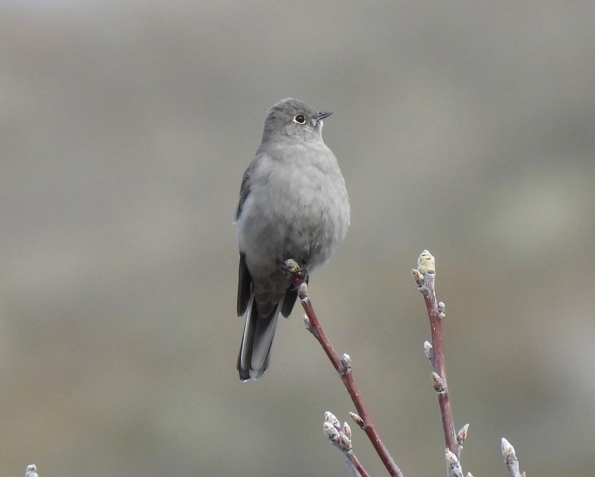 Townsend's Solitaire - ML614786246
