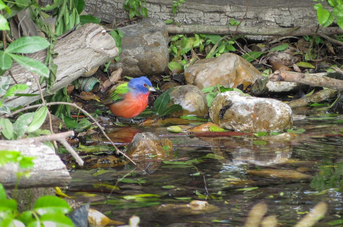 Painted Bunting - ML614786447