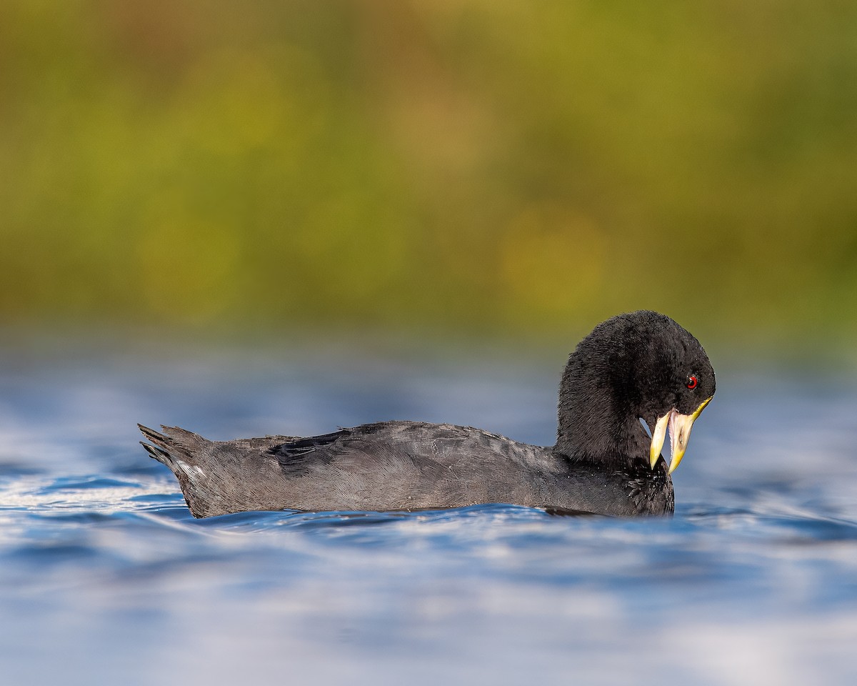 White-winged Coot - ML614786476