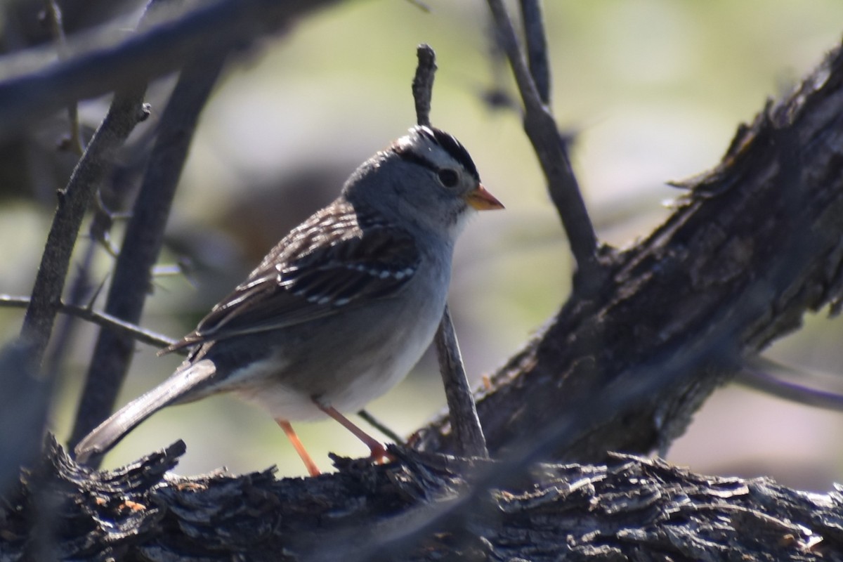 White-crowned Sparrow - ML614786554