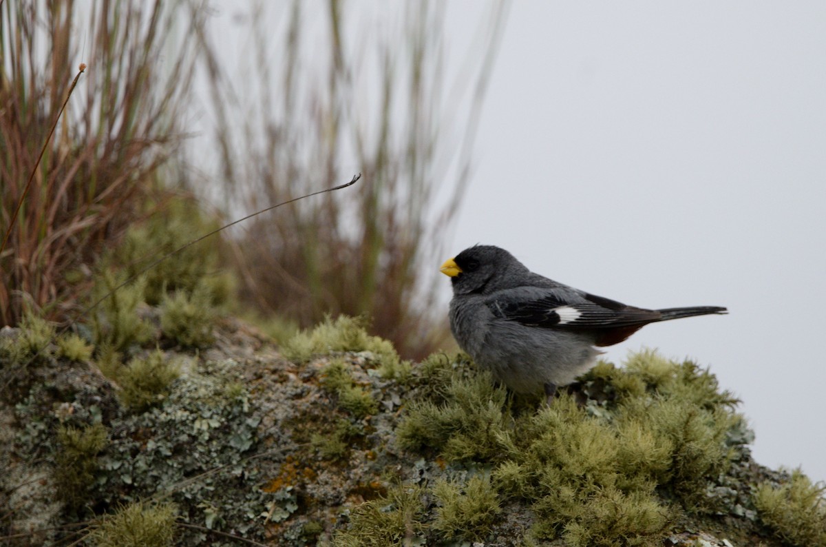 Band-tailed Seedeater - ML614786629