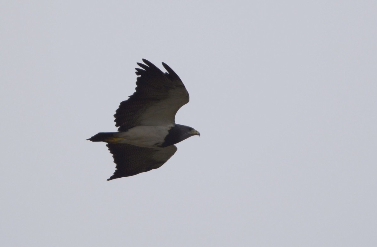 Black-chested Buzzard-Eagle - ML614786791