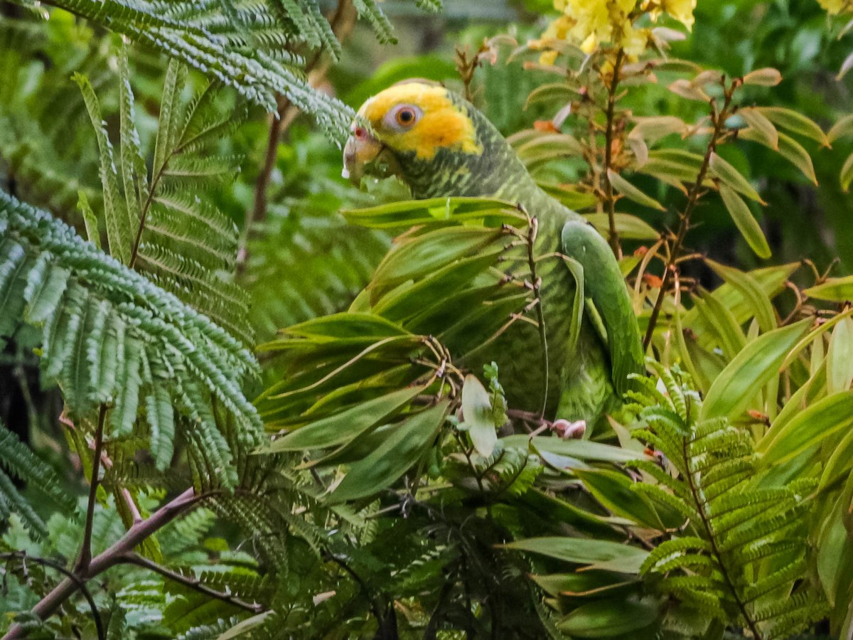 Yellow-faced Parrot - ML614786839