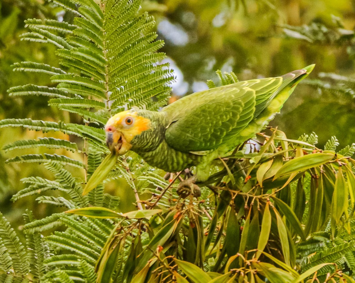 Yellow-faced Parrot - ML614786841