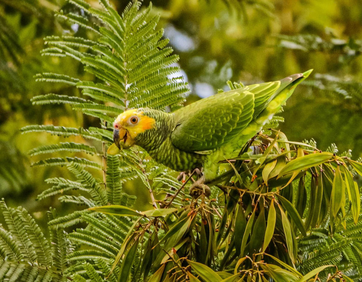 Yellow-faced Parrot - ML614786843