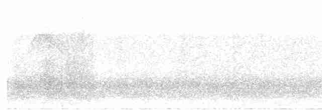 White-fronted Tyrannulet (Zeledon's) - ML614786904