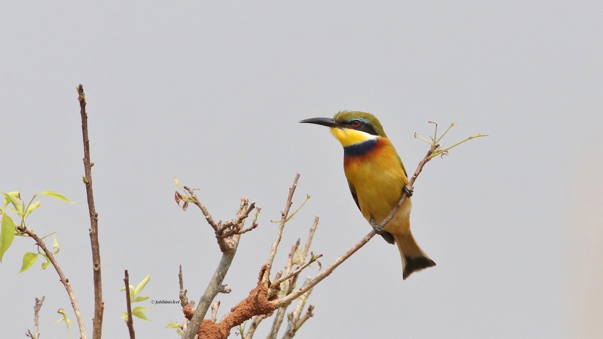 Blue-breasted Bee-eater - ML614786906