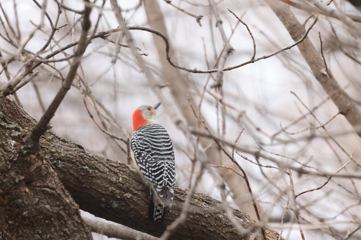 Red-bellied Woodpecker - ML614786914