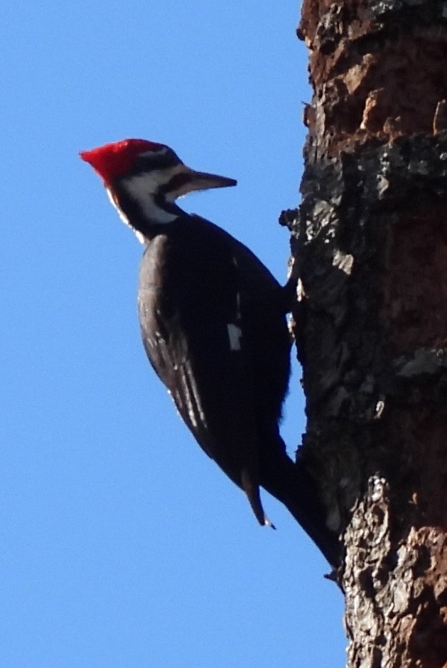 Pileated Woodpecker - ML614787263