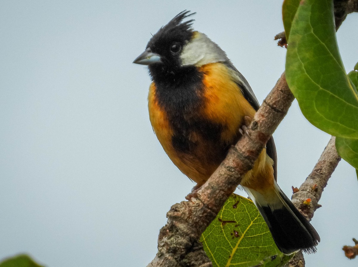 Coal-crested Finch - ML614787405