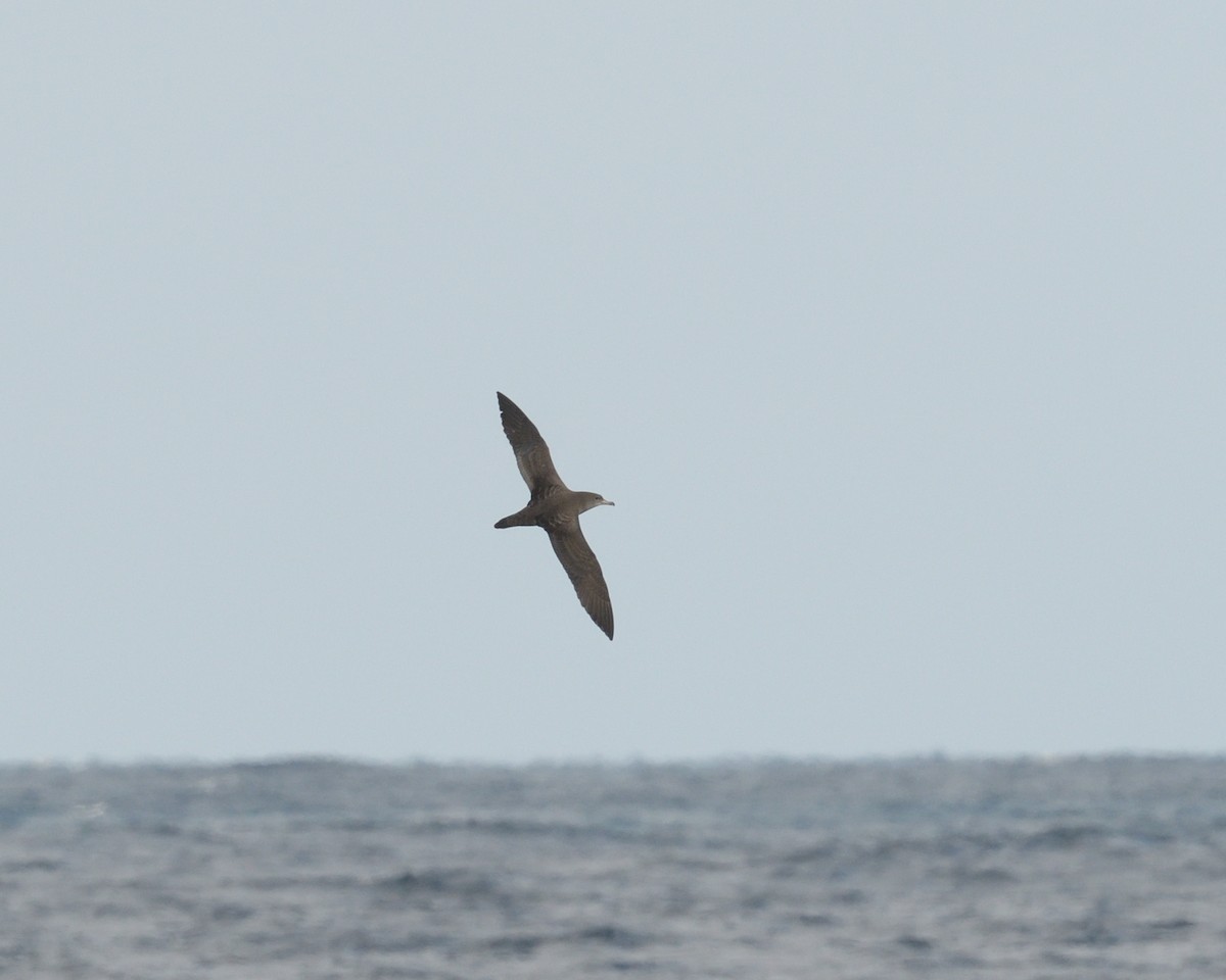 Pink-footed Shearwater - ML614787457
