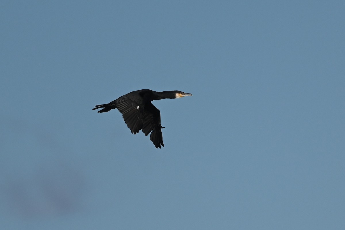 Great Cormorant (North Atlantic) - ML614787459