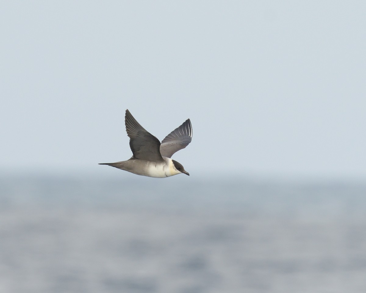 Long-tailed Jaeger - ML614787494