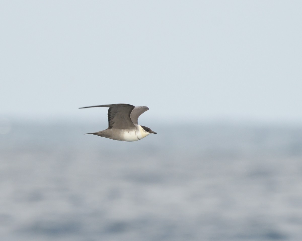Long-tailed Jaeger - ML614787495