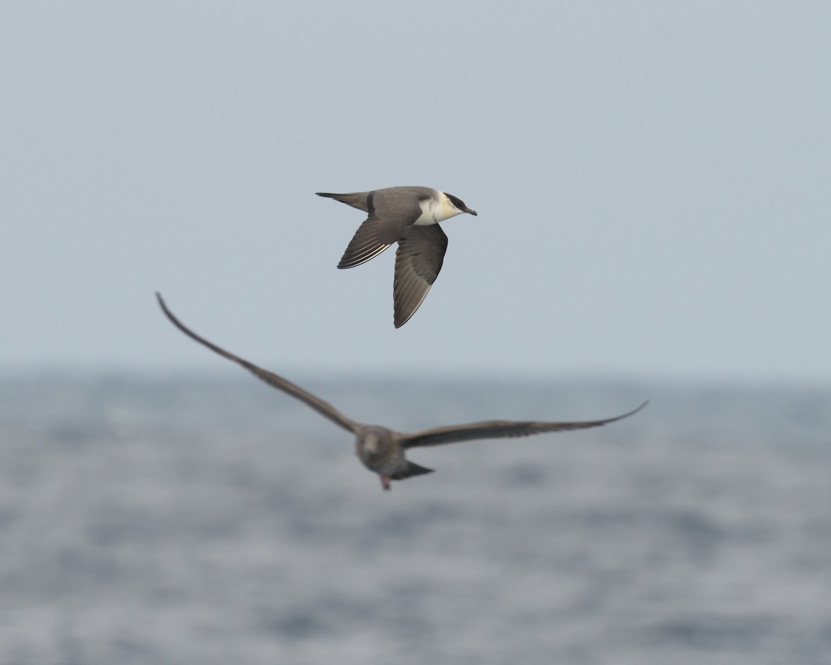 Long-tailed Jaeger - ML614787496