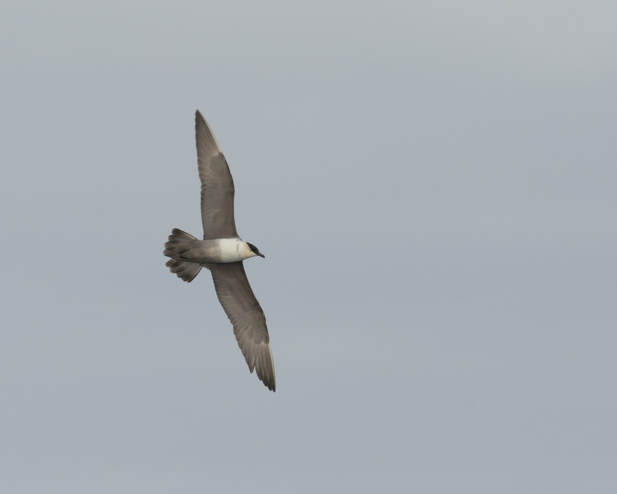 Long-tailed Jaeger - ML614787497