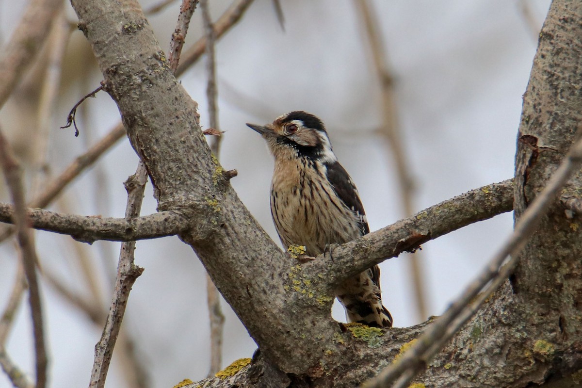 Lesser Spotted Woodpecker - Joaquín Salinas