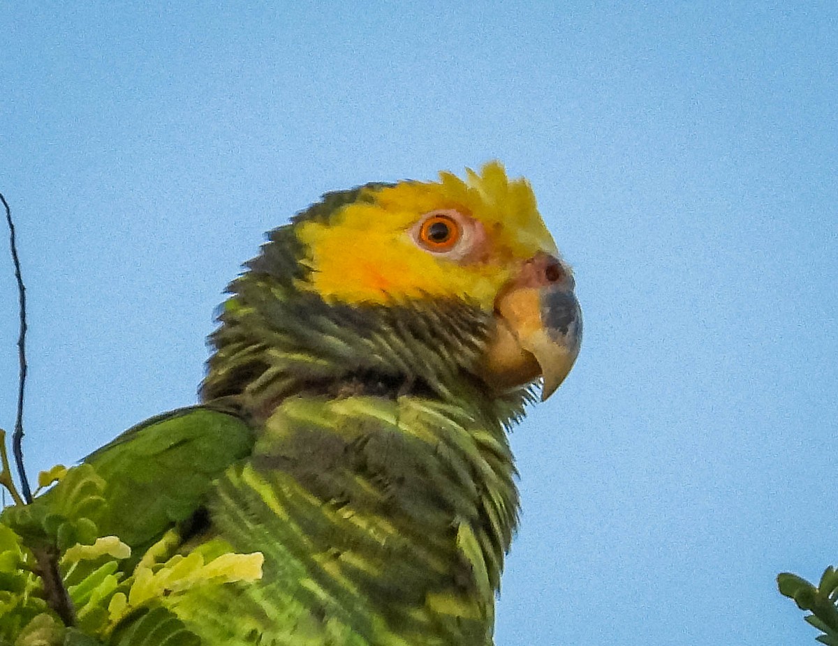 Yellow-faced Parrot - ML614787669