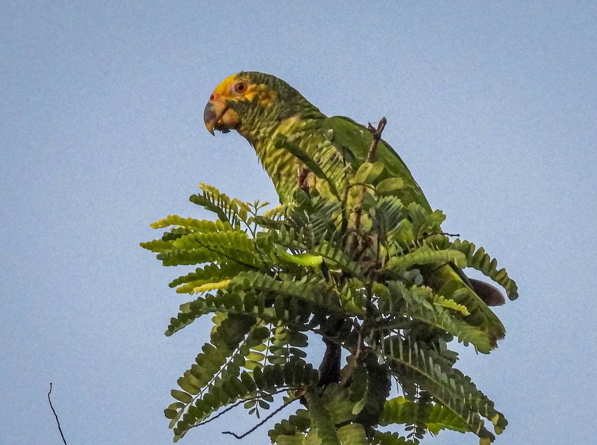 Yellow-faced Parrot - ML614787670
