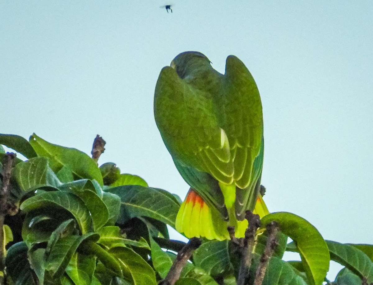 Yellow-faced Parrot - ML614787671