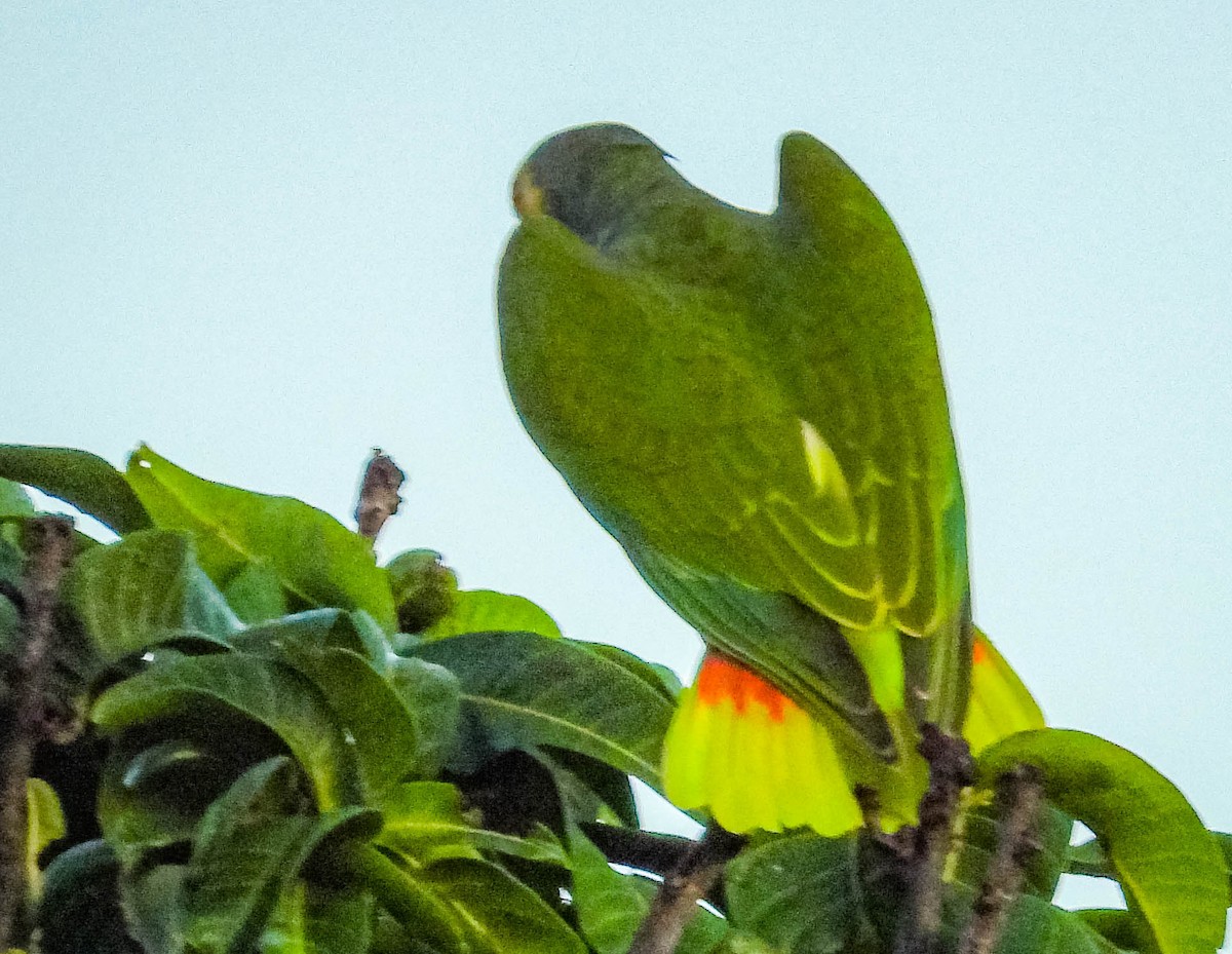 Yellow-faced Parrot - ML614787672