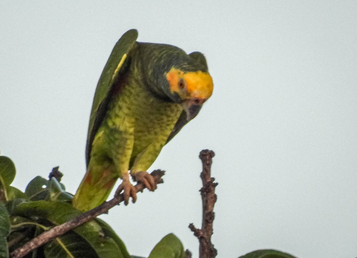 Yellow-faced Parrot - ML614787673