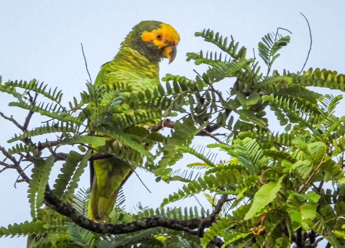 Yellow-faced Parrot - ML614787674