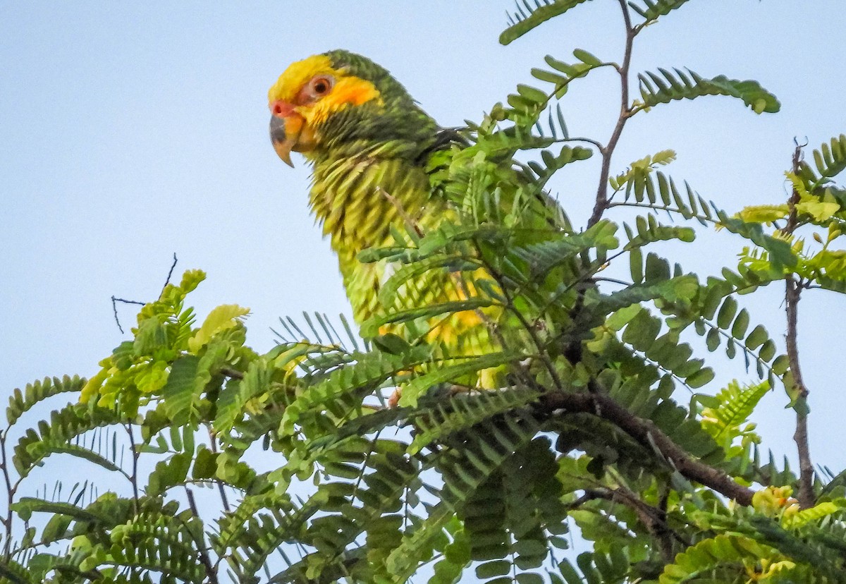 Yellow-faced Parrot - ML614787675