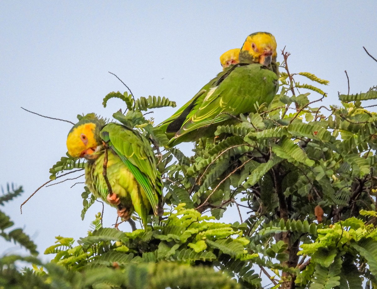 Yellow-faced Parrot - ML614787676