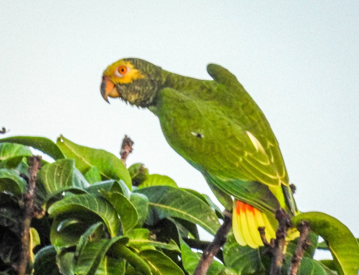 Yellow-faced Parrot - ML614787677
