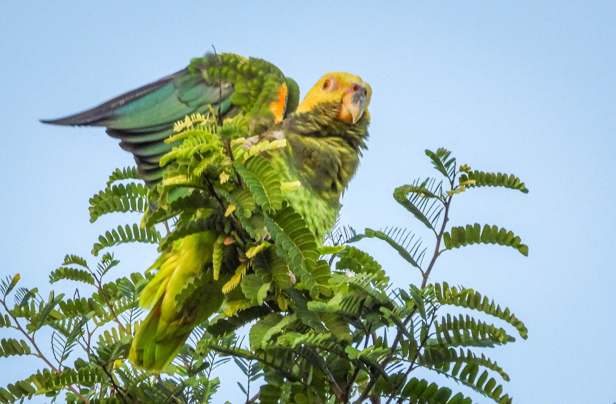 Yellow-faced Parrot - ML614787678