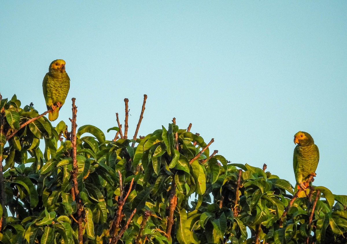 Yellow-faced Parrot - ML614787679