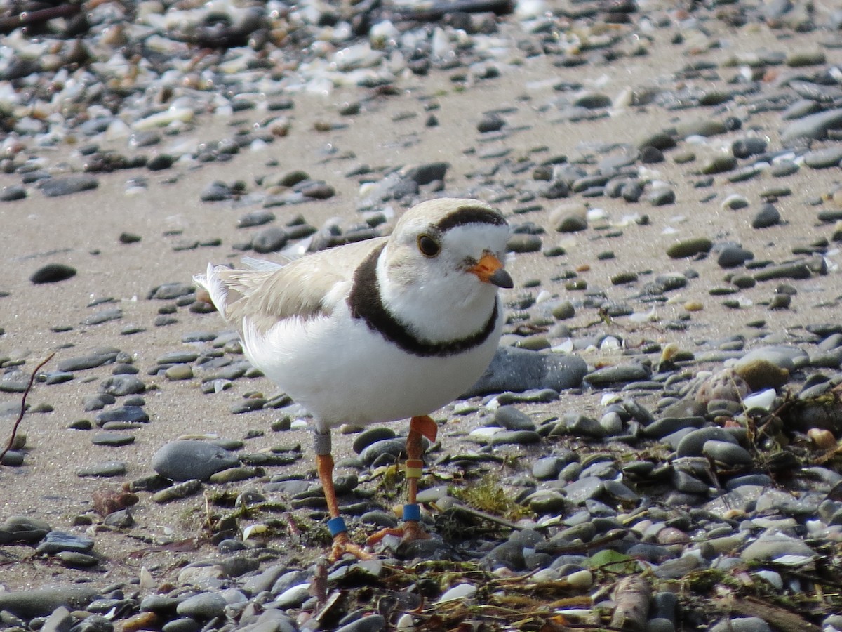 Piping Plover - ML61478791