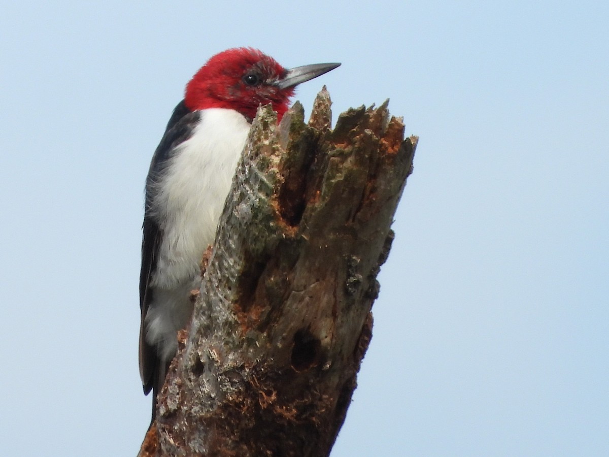 Red-headed Woodpecker - ML614788138