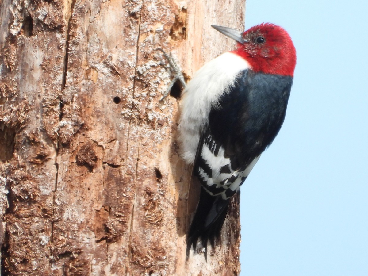 Red-headed Woodpecker - ML614788139