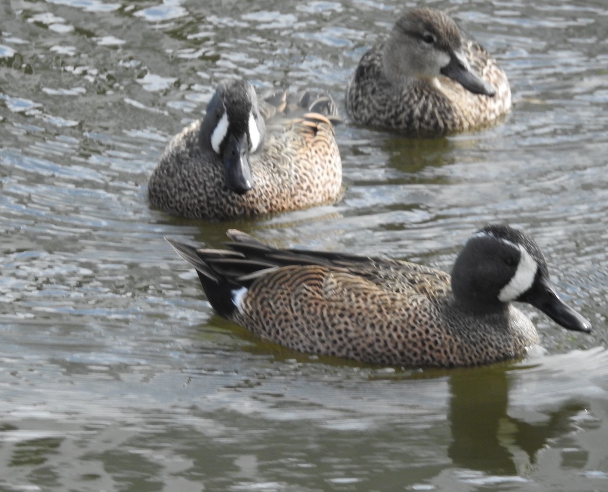 Blue-winged Teal - ML614788205