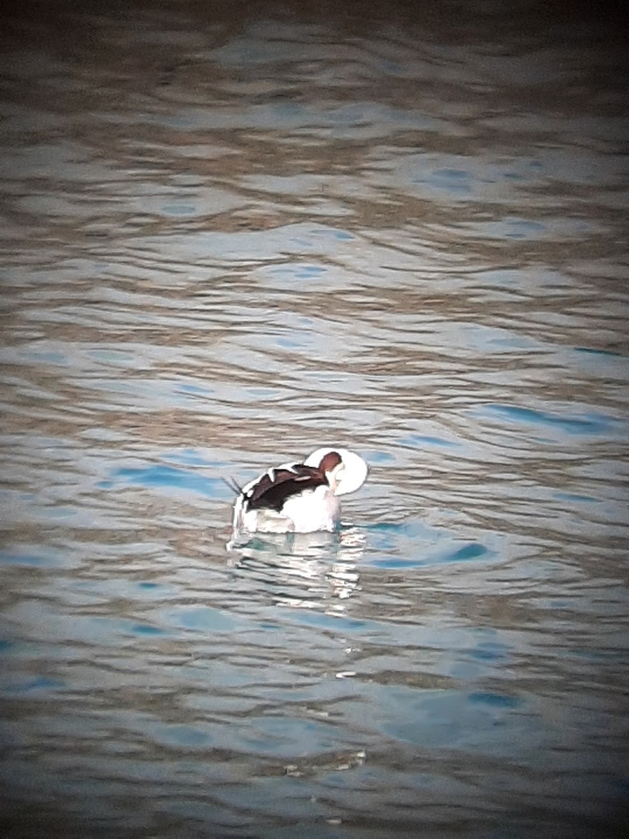 Long-tailed Duck - ML614788306