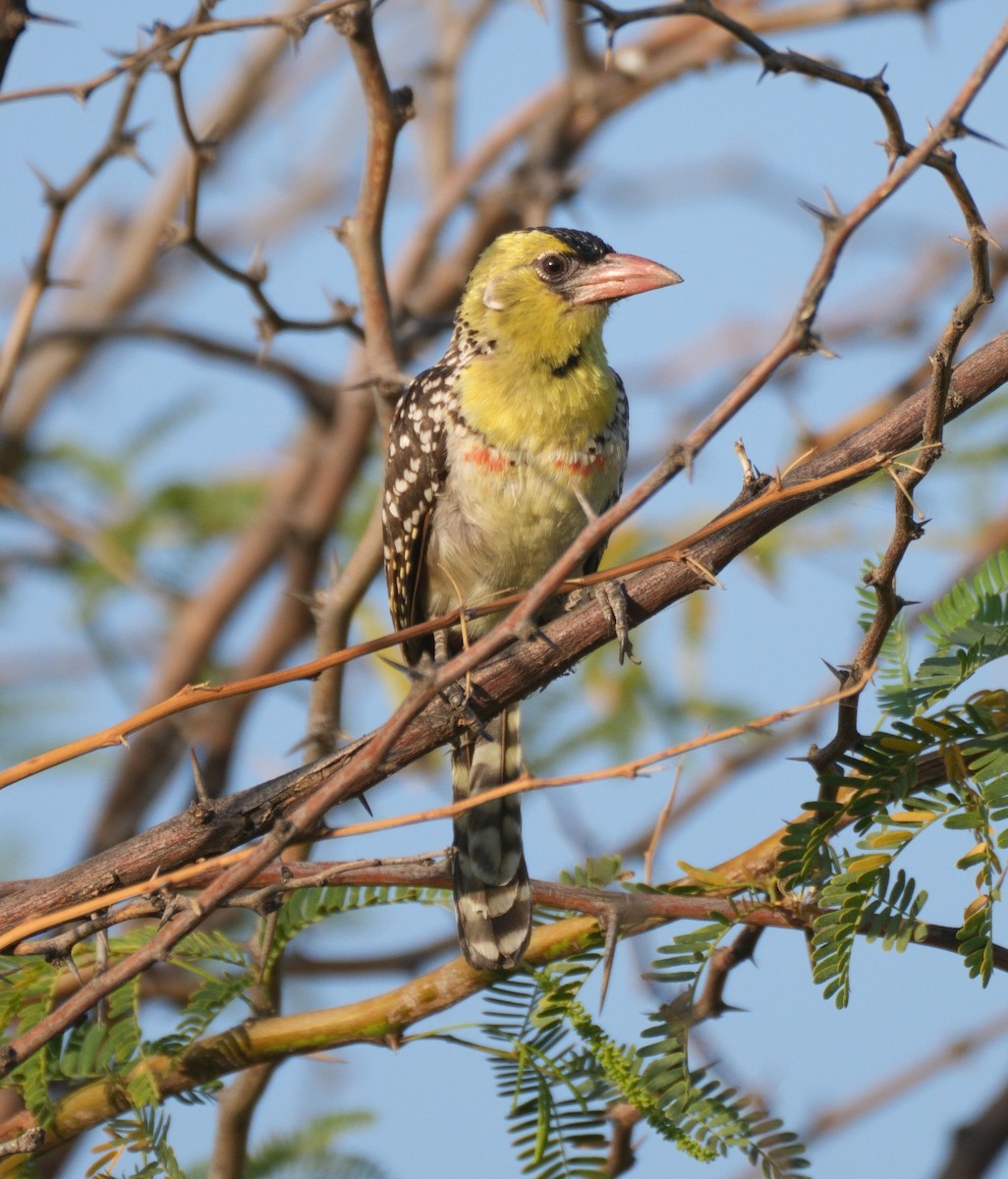 Yellow-breasted Barbet - ML614788652