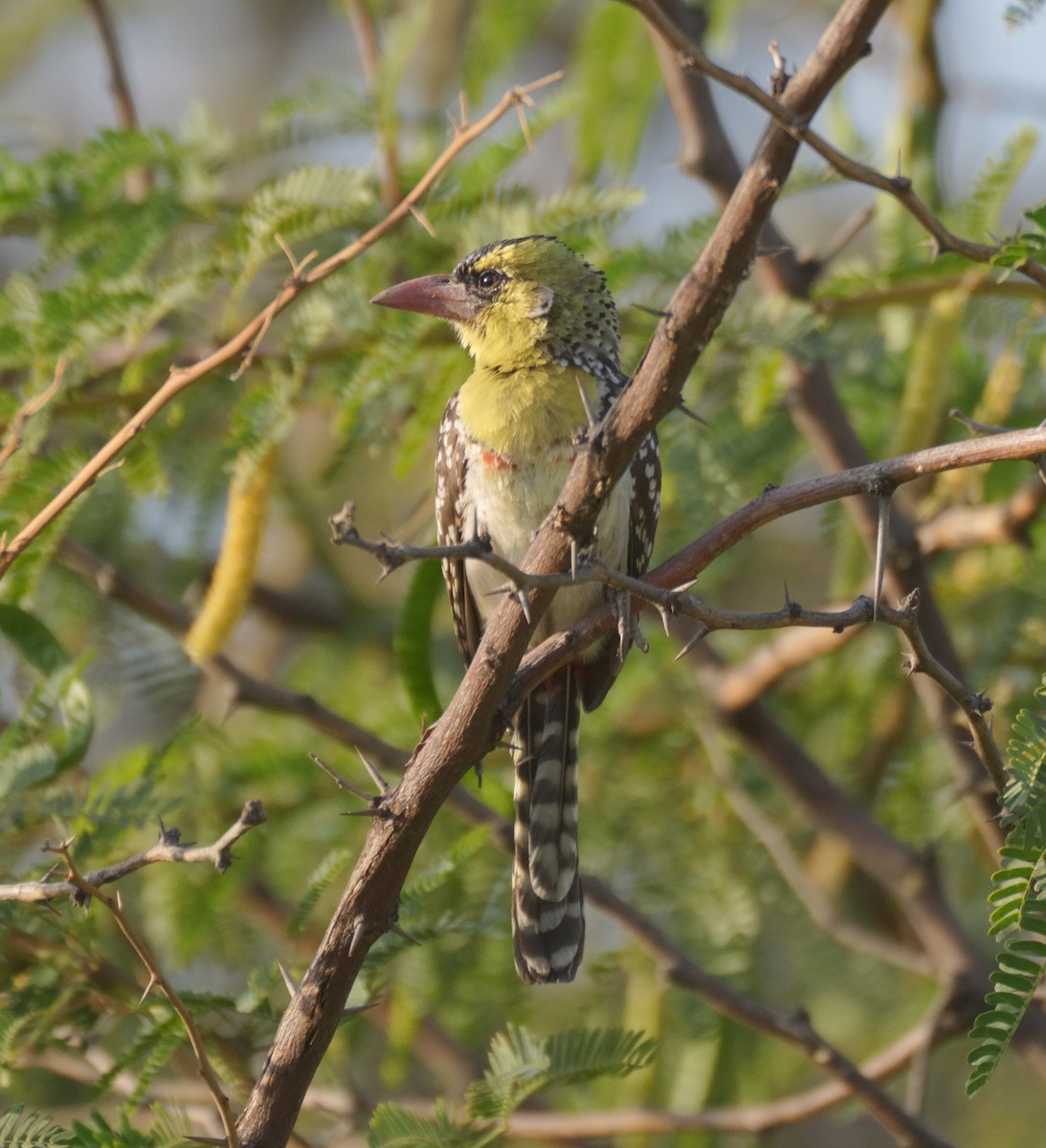 Yellow-breasted Barbet - ML614788653