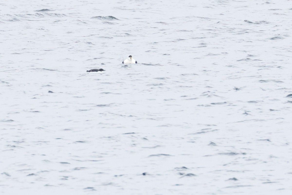Thick-billed Murre - ML614789690