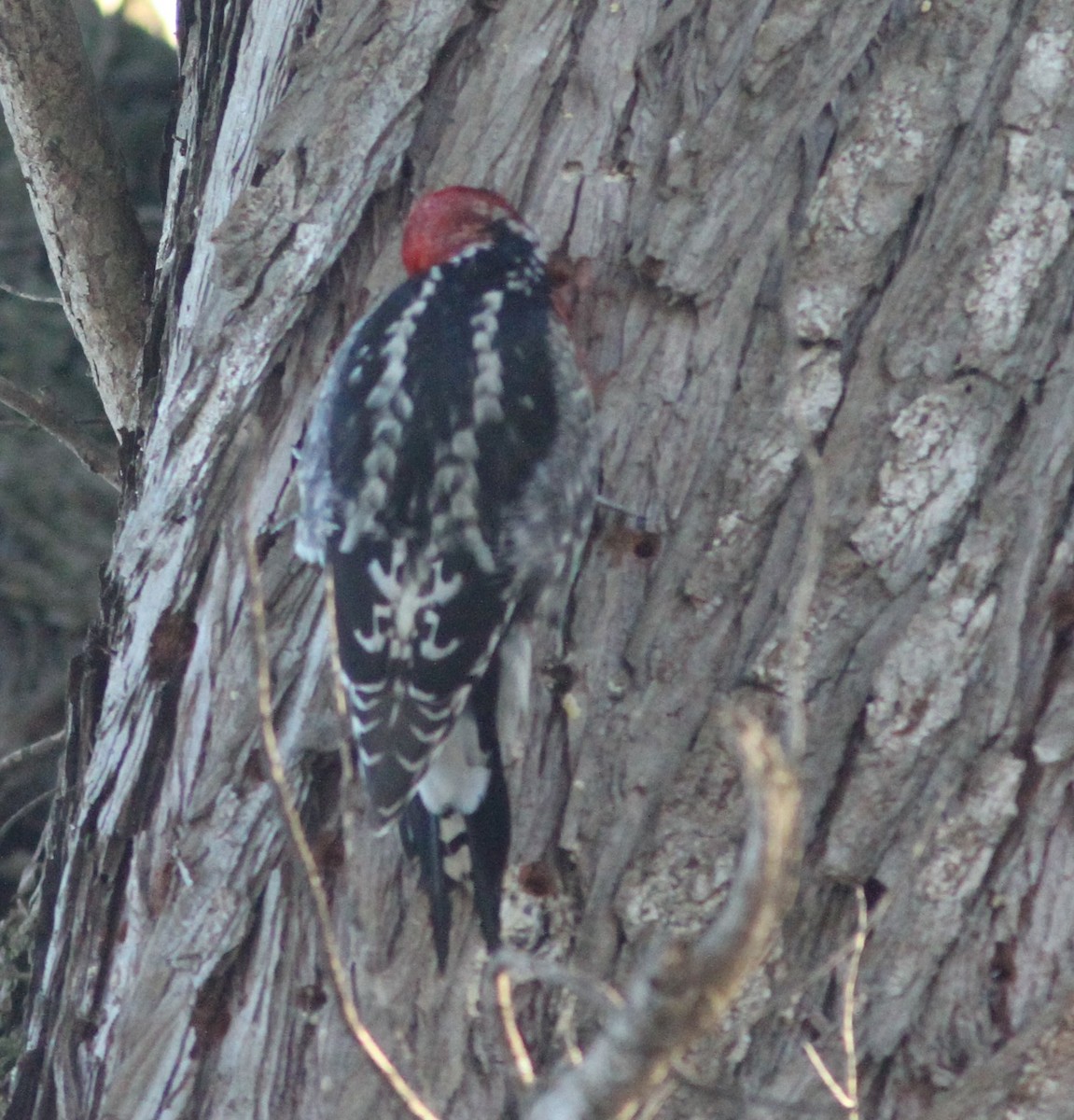 Red-breasted Sapsucker - ML614789818