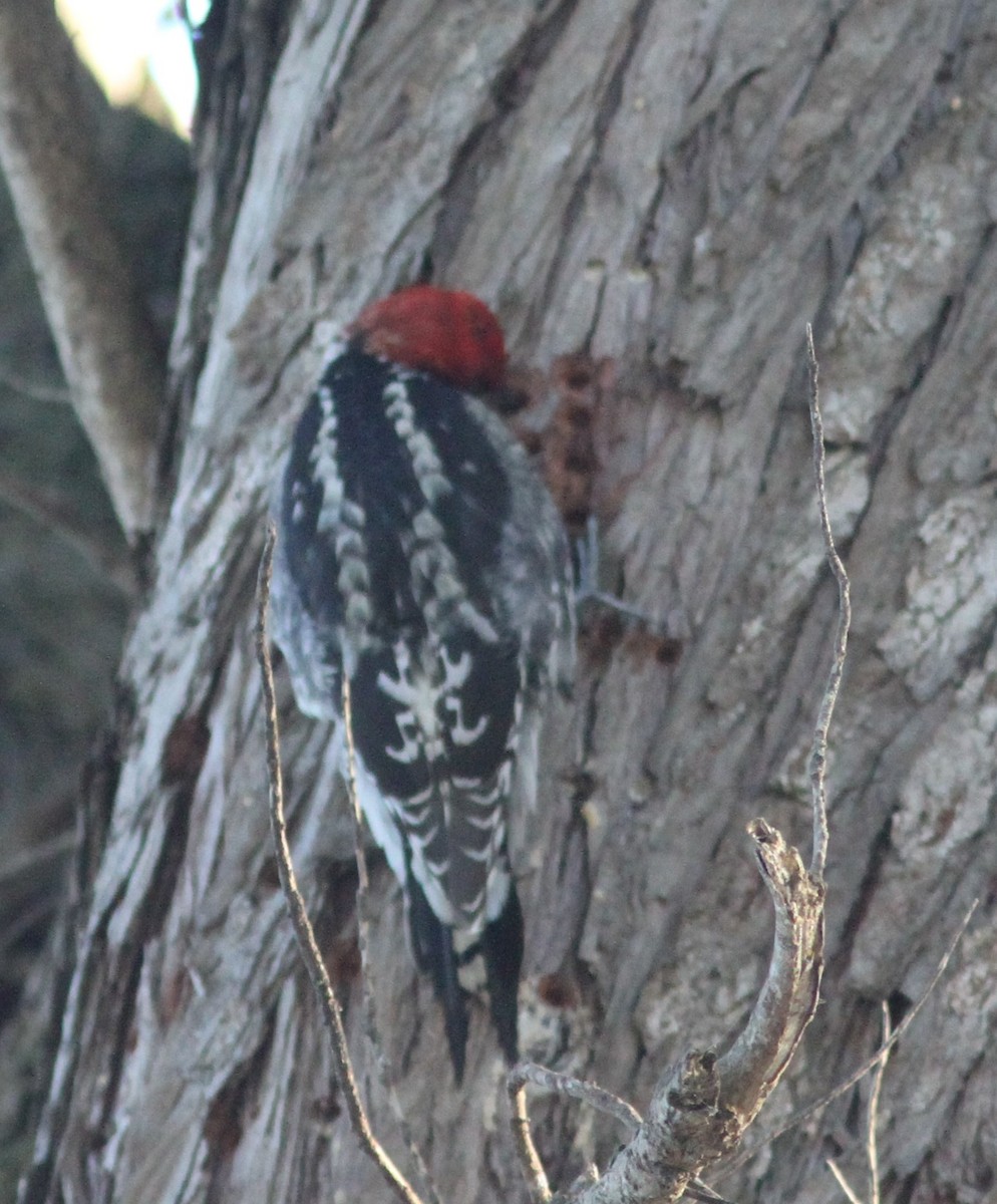 Red-breasted Sapsucker - ML614789819