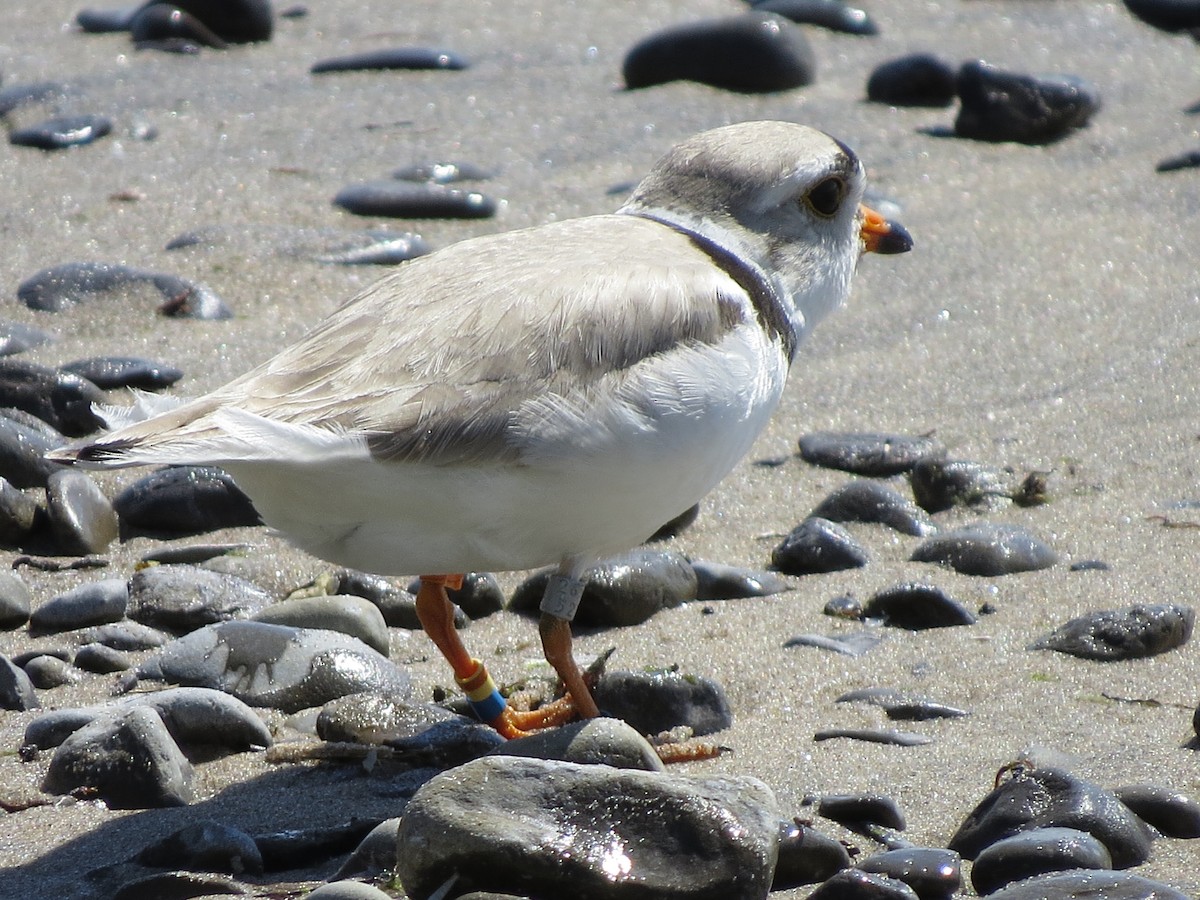 Piping Plover - Tom Wheatley