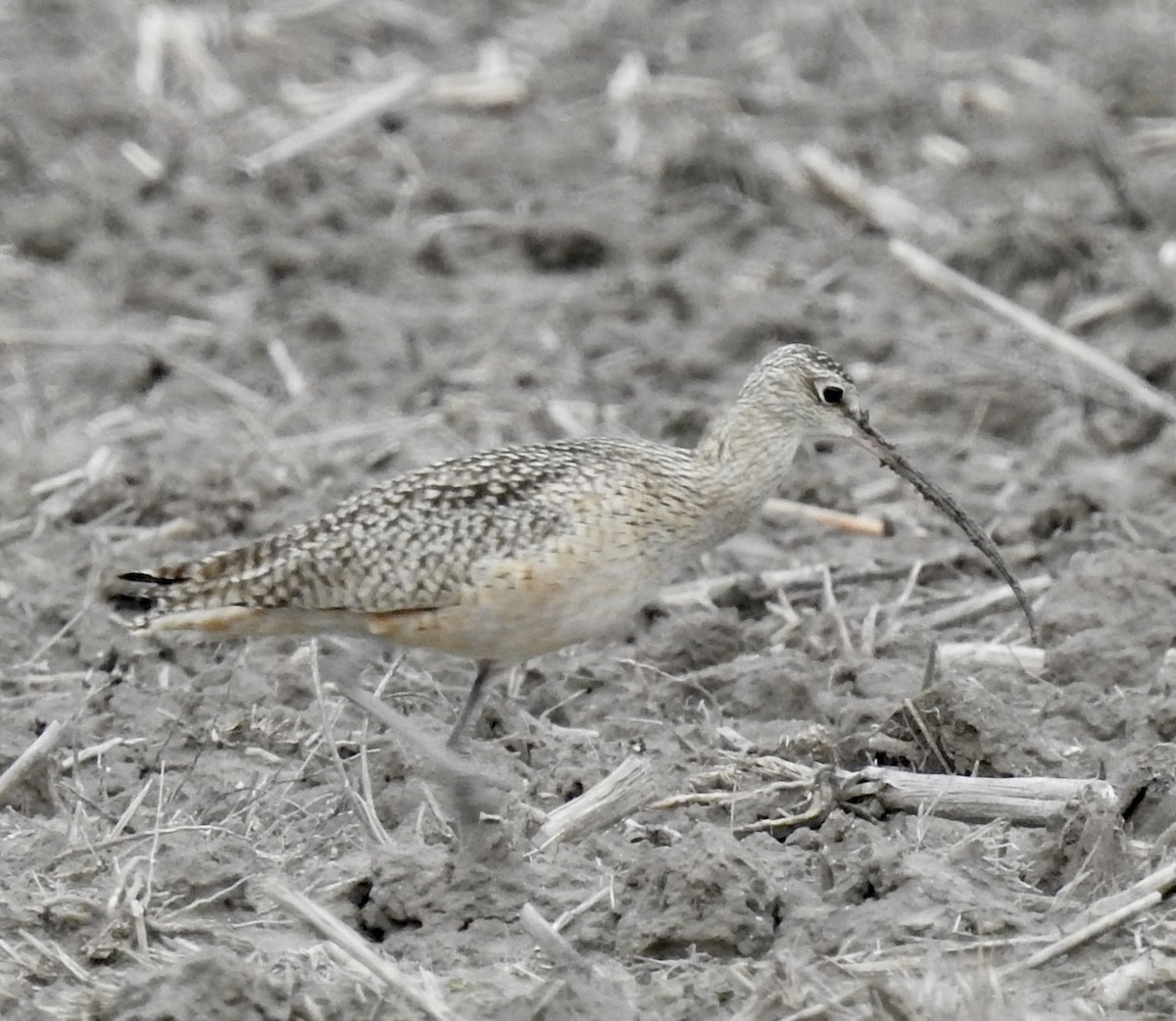 Long-billed Curlew - ML614790300