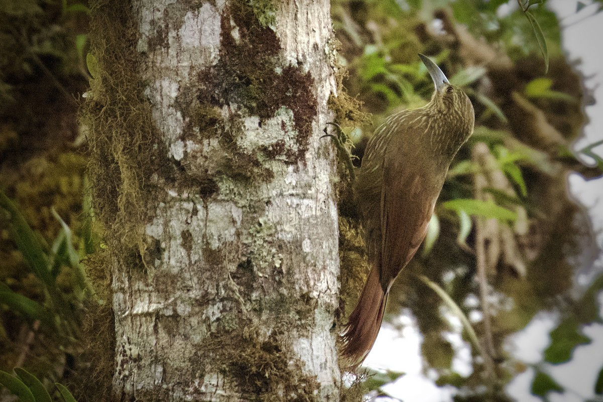 Strong-billed Woodcreeper - ML614790401