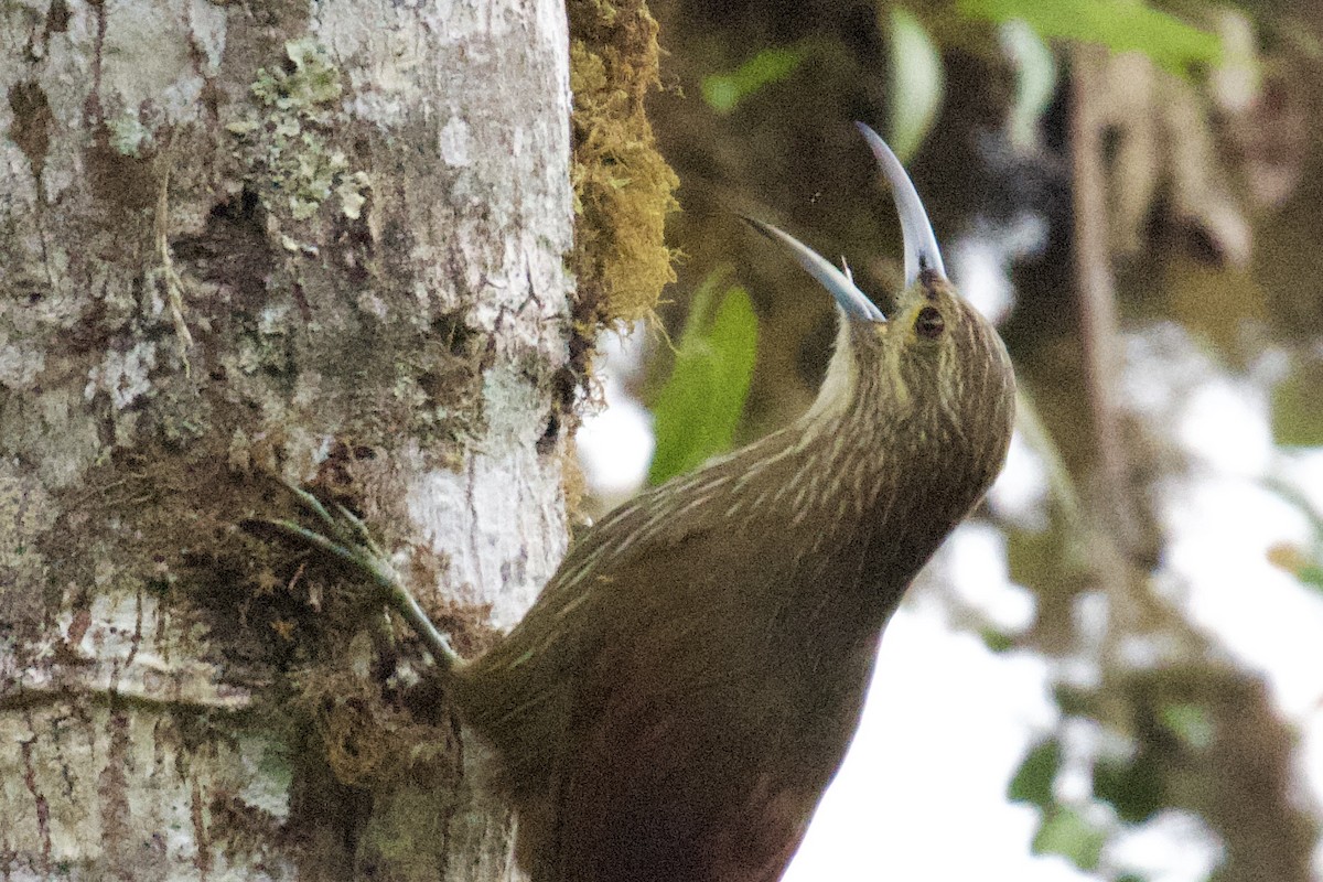 Strong-billed Woodcreeper - ML614790432